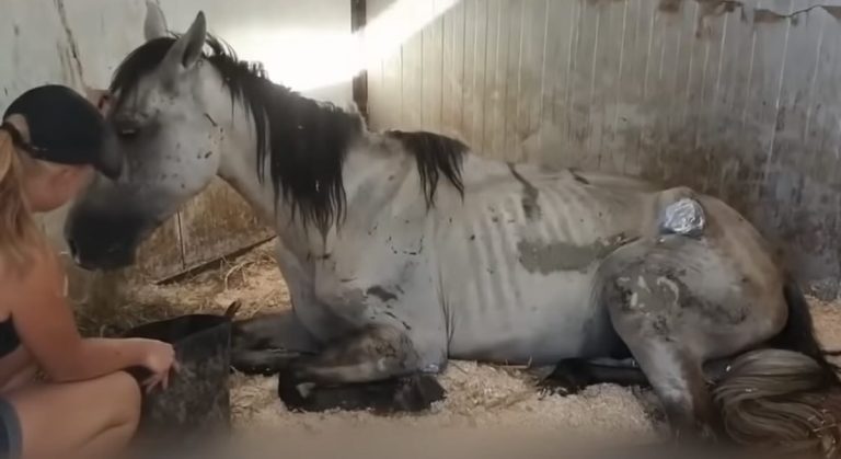 olaf-the-horse