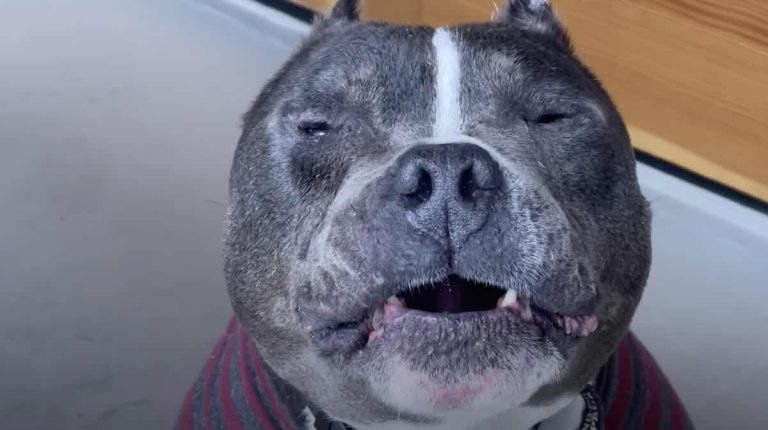 pittie-grandpa