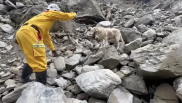 From Failed Police Dog to Earthquake Hero: Roger’s Inspiring Journey in Taiwan
