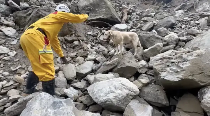 From Failed Police Dog to Earthquake Hero: Roger’s Inspiring Journey in ...