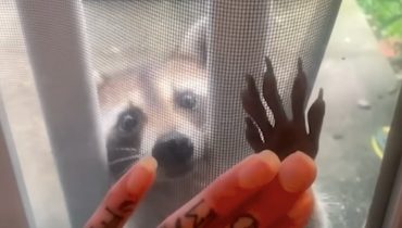 Raccoon Mom Introduces Her Babies to Human Friend Every Year