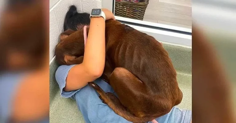 sauvetage-emouvant-lhistoire-de-wags-le-chien-qui-a-emu-une-les-internautes-1200×628