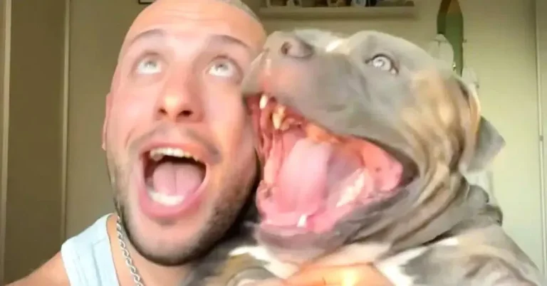 un-chien-attrape-un-fou-rire-de-maniere-contagieuse-avec-son-maitre-1200×628