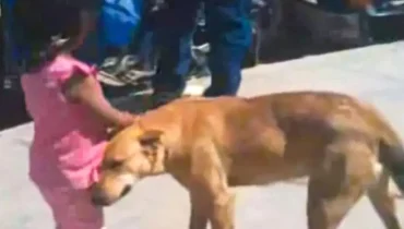 Stray Dog Hailed as Hero for Guiding Lost Girl Back to Her Parents