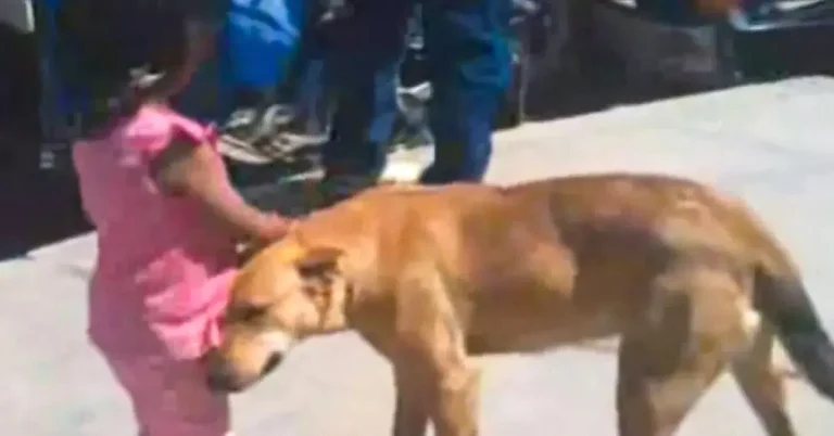 un-gentil-chien-aide-une-fille-perdue-et-lui-permet-de-retrouver-sa-maison-il-merite-toute-notre-estime-1200×628