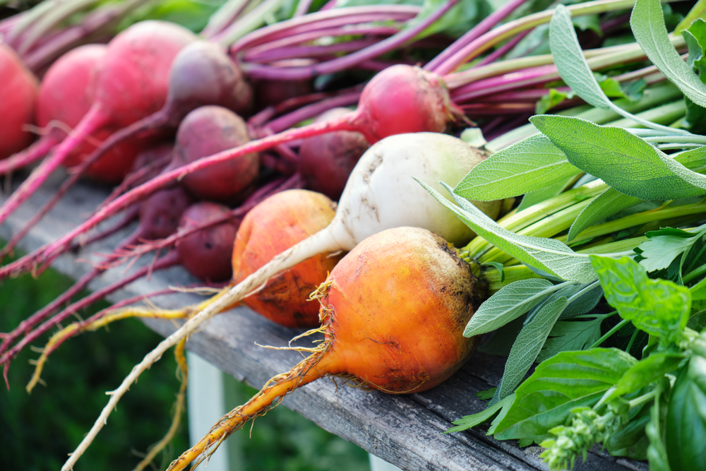 Colorful rainbow beets. Golden, white, pink striped and purple beets on the open air. Organic vegetables.